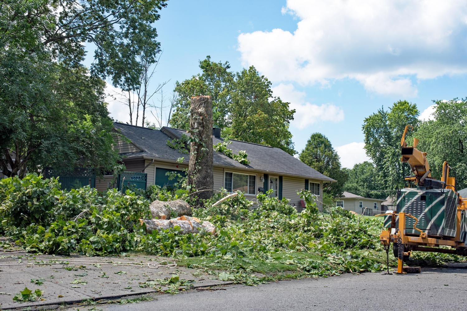 Felling Sycamore Tree after Storm