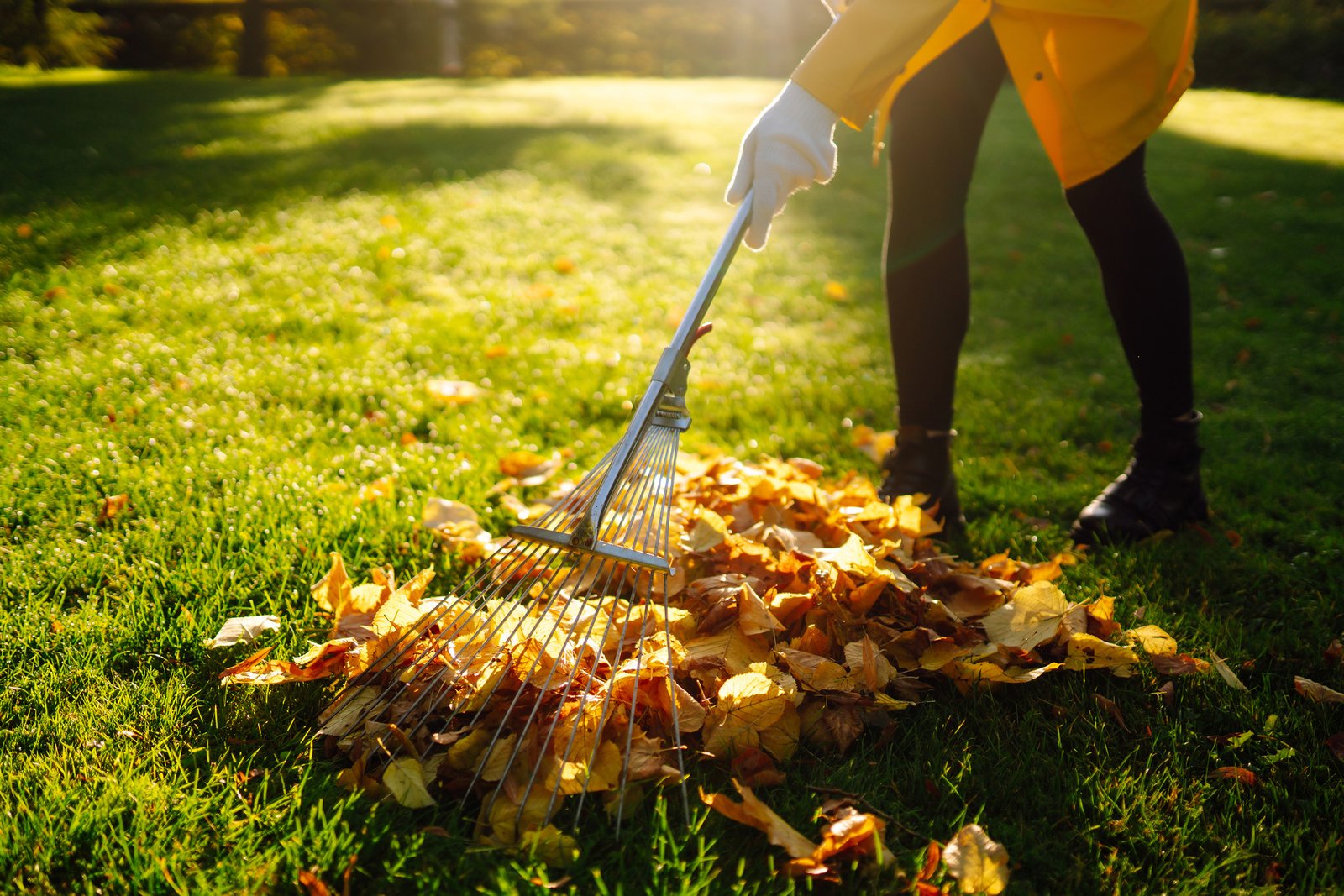 Removal of leaves in autumn garden. Rake, pile of fallen leaves on lawn in autumn park. Volunteering